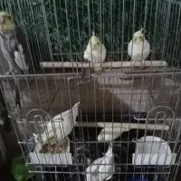 جوجه عروس هلندی لوتیتو و ابلغ والبینو