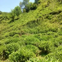 ویلا باغ کلبه جنگلی|اجارهٔ کوتاهمدت ویلا و باغ|لنگرود, |دیوار