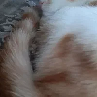 گربه نژاد DSH|گربه|بیرجند, |دیوار