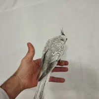 ایزابلا نر .دستی .یک عدد هشت ماهه و سه عدد دو ماهه