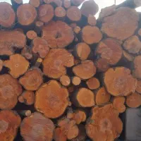 خرید چوب با بالاترین قیمت