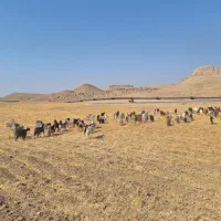 چوپان|استخدام سرایداری و نظافت|دوگنبدان, |دیوار