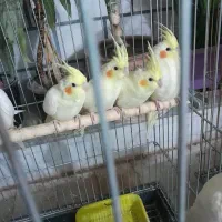 جوجه عروس هلندی لوتینو