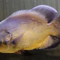 ماهی اسکار مسی|ماهی|تهران, تولید دارو|دیوار