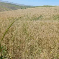 اگرزمین کشاورزی برای اجاره یاشراکتی دارین درخدمتیم