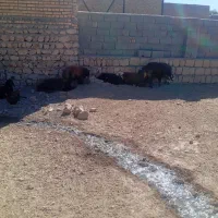ده تا بره نر