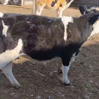 گوساله|حیوانات مزرعه|بجنورد, |دیوار