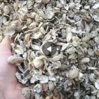 پوست بادام زمینی