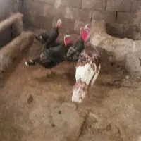 ۴ عدد بوقلمون|حیوانات مزرعه|کبودرآهنگ, |دیوار