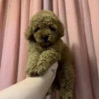 توی پودل رد ماده