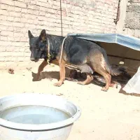 سگ ژرمن|سگ|میاندوآب, |دیوار