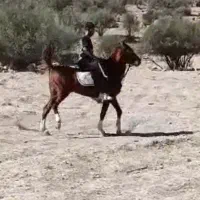 اسب نریان کرد|اسب و تجهیزات اسب‌سواری|شیراز, میانرود|دیوار