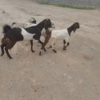 برپاکستانی