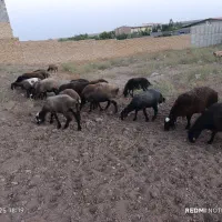 گوسفند داشتی