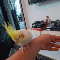 طوطی عروس نر  لوتینو