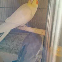 عروس هلندی با یک جوجه|پرنده|ابریشم, |دیوار