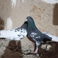 چند جفت شهری خوب با جوجه.داریون