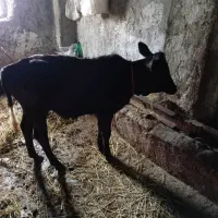 گاو چالوسی با گوساله