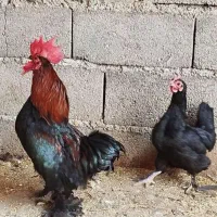 مرغ و خروس کوشین