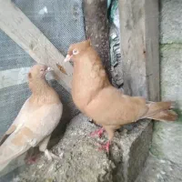 کبوتر زرد اصفهانی و طوقی و یهودی