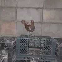 فروش کبوتر پلاکی همه نر بجز یه ماده|پرنده|حسن آباد, |دیوار