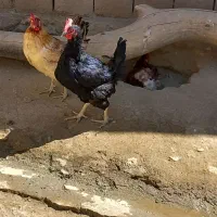سه عدد مرغ تخم گذار