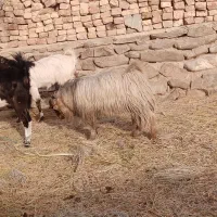 گوسفند نر محلی