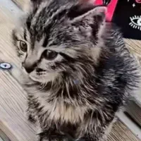 مژدگانی برای بچه گربه