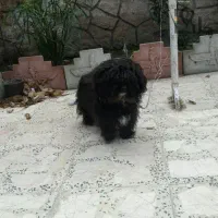 توله سگ شیتزو تریر|سگ|رشت, پل تالشان|دیوار