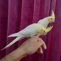 عروس هلندی میبد|پرنده|میبد, |دیوار