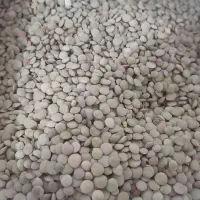 عدس|عمده‌فروشی|مشگین شهر, |دیوار