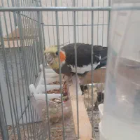 عروس هلندی جوجه دار