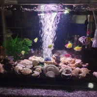 فروش ماهی . آکواریوم .با تمام وسایل