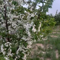 باغ ۸۰۰متری ملکی داخل مجتمع