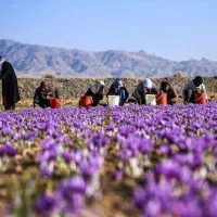 زعفران چینی