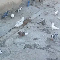 یه تیپ کبوتر