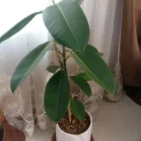 گل  زیبای فیکوس با تخفیف