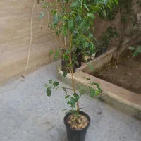 فروش چند گلدان طبیعی و سالم|گل و گیاه طبیعی|قم, باجک سه|دیوار