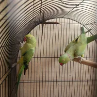 طوطی ملنگو|پرنده|قم, پردیسان|دیوار