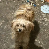 با سلام از دیوار|سگ|مراغه, |دیوار