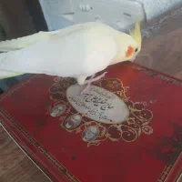 عروس هلندی|پرنده|شهرضا, |دیوار