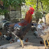 مرغ و خروس محلی|حیوانات مزرعه|کلاردشت, |دیوار