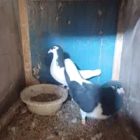 کبوتر|پرنده|نیشابور, فضل|دیوار