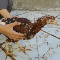 مرغ|حیوانات مزرعه|زاهدان, |دیوار