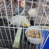 پرنده  عروس هلندی مولد|پرنده|ساوه, |دیوار