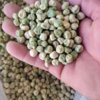 بذر نخود فرنگی دومنظوره