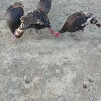 بوقلمون نر طبیعی