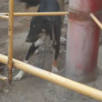 سگ دورگ نگهبان