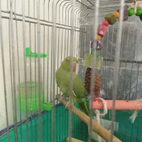 جوجه ملنگو نر|پرنده|قم, نیروگاه|دیوار