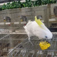 سلطان کاسکو هابه پایین ترین قیمت وبالاترین کیفیت|پرنده|تهران, اسکندری|دیوار